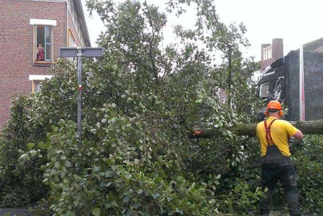 bomen rooien